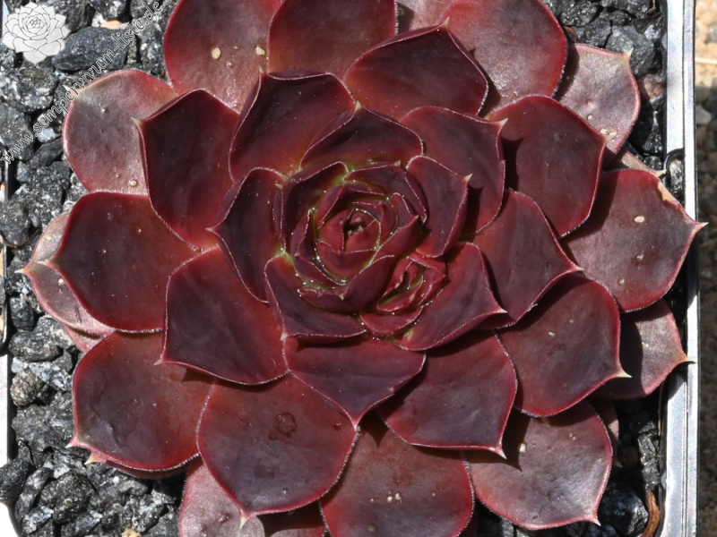 Banby Loniers / Jovi