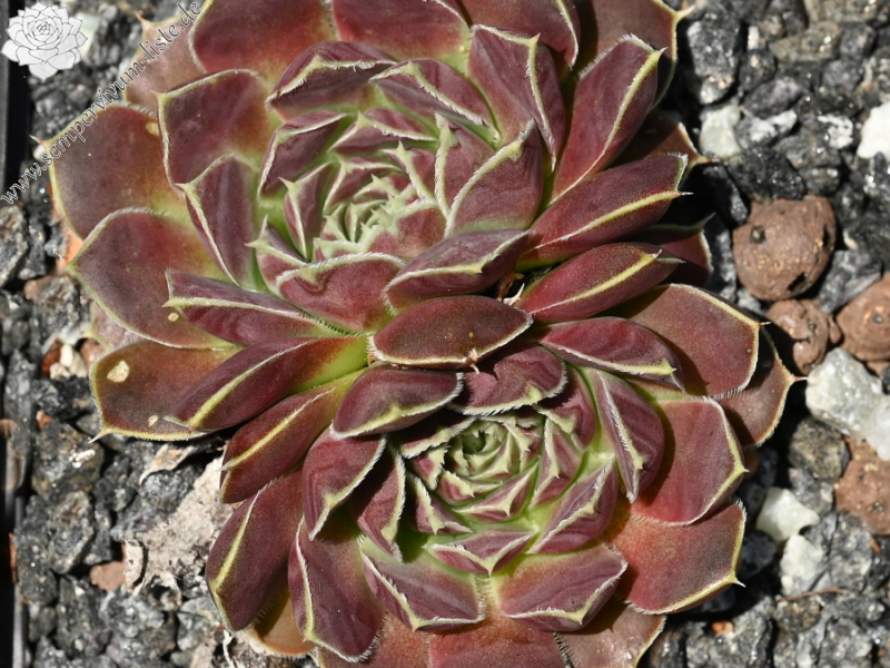 Hvannadalshnjukur / Jovi