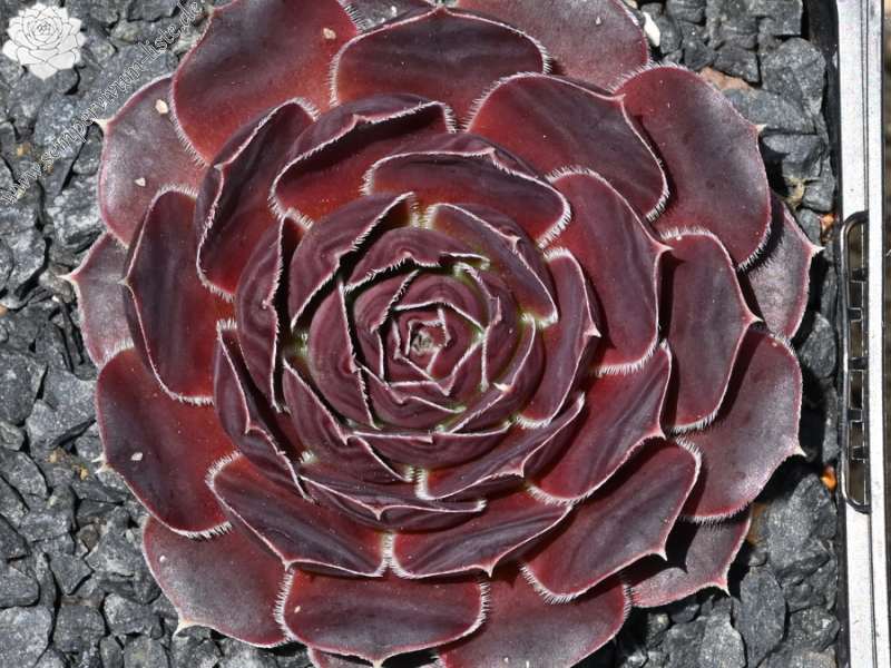 Korspel Domino / Jovi