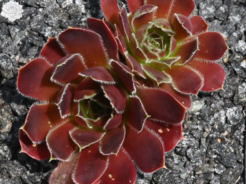 Korspel Purple / Jovi