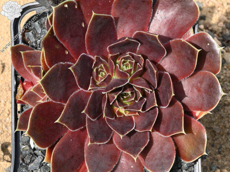 Korspelse Florissen / Jovi