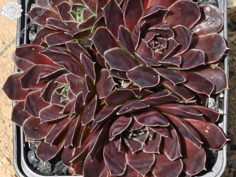 Korspelse Hervinia / Jovi