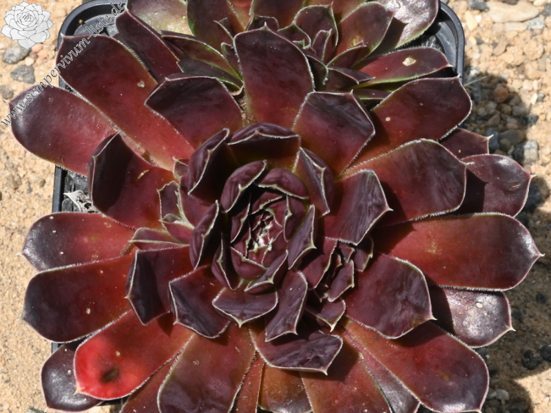 Korspelse Janed / Jovi