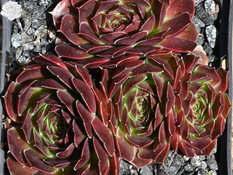 Korspelse Jorinde / Jovi