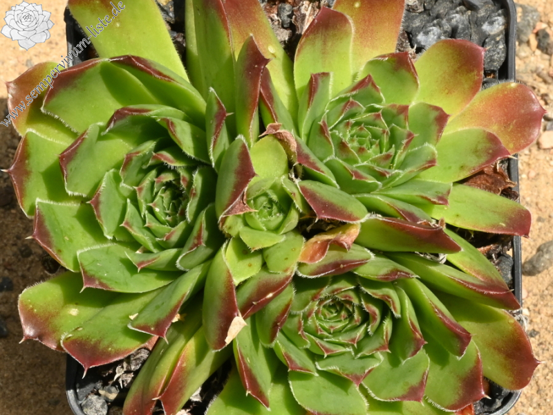 Korspelse Lipaz / Jovi