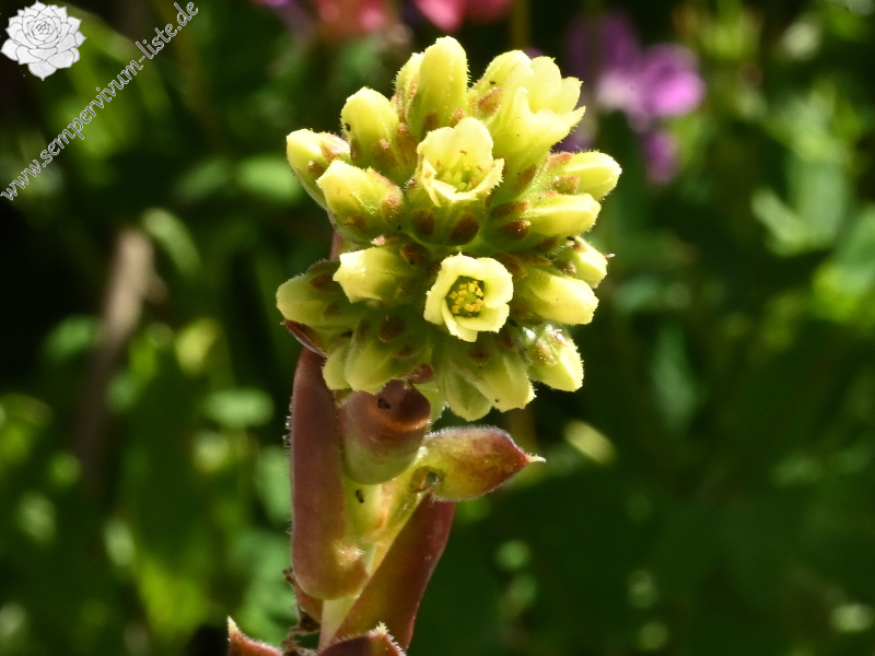 Korspelse Nofeya / Jovi