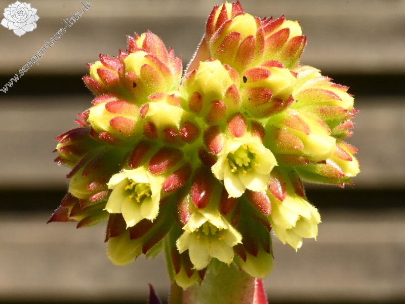 Korspelse Nolwenn / Jovi