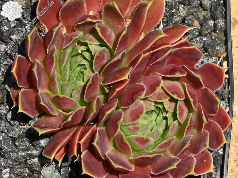 Liliane St. Pierre / Jovi