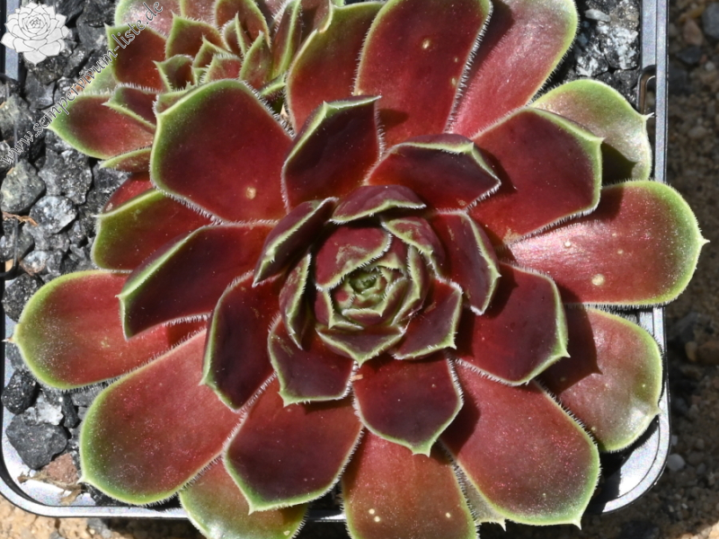 Matra Massief / Jovi