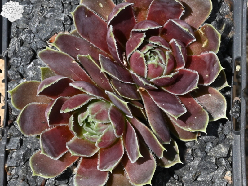 Plaisir de Manuel / Jovi