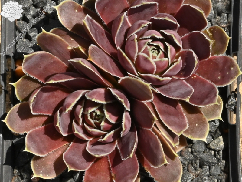 Plaisir de Manuel / Jovi