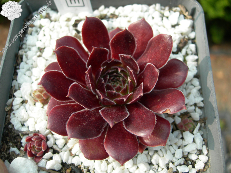 Depeche Mode (NNG25)