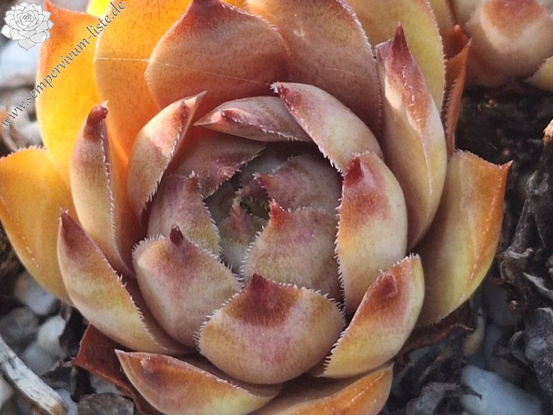 Lednice Pink (NG)