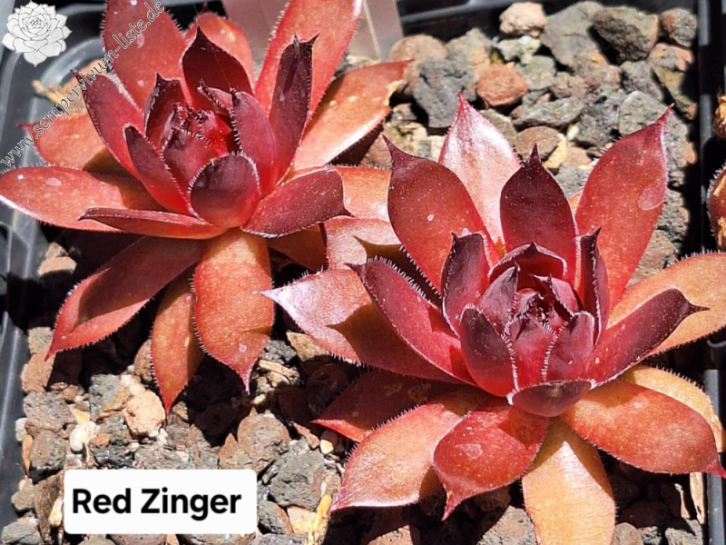 Red Zinger (NNG)