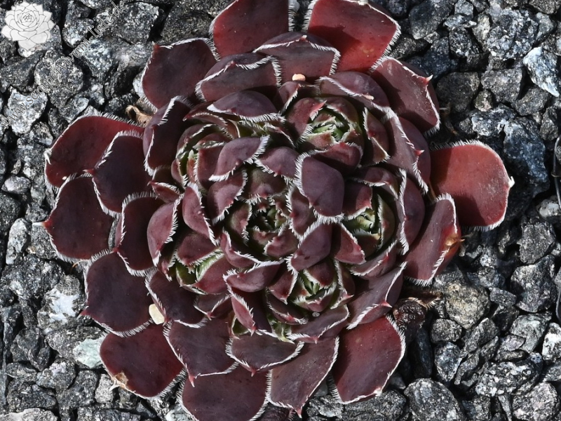 Fransenpeter / Jovi (Netzfund25) Geiger