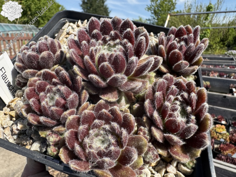 Flauschball