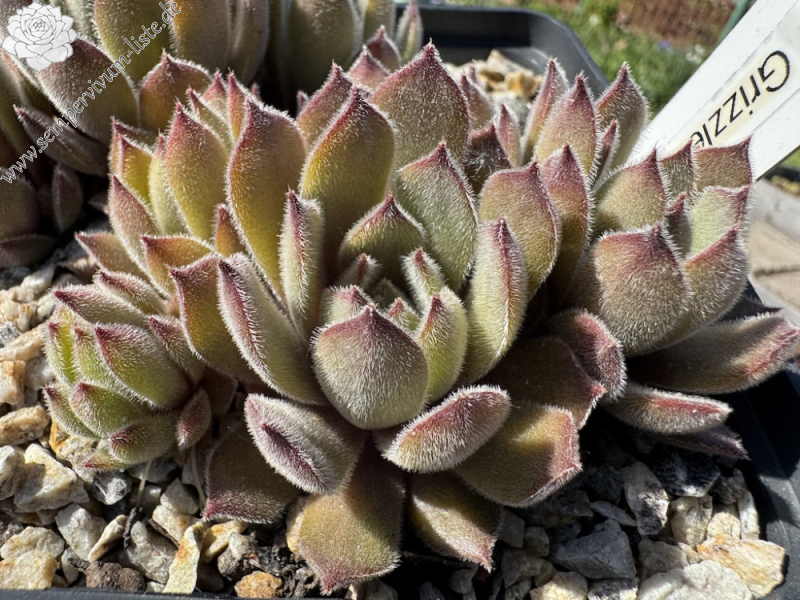  Grizzle Velvet (NNG)