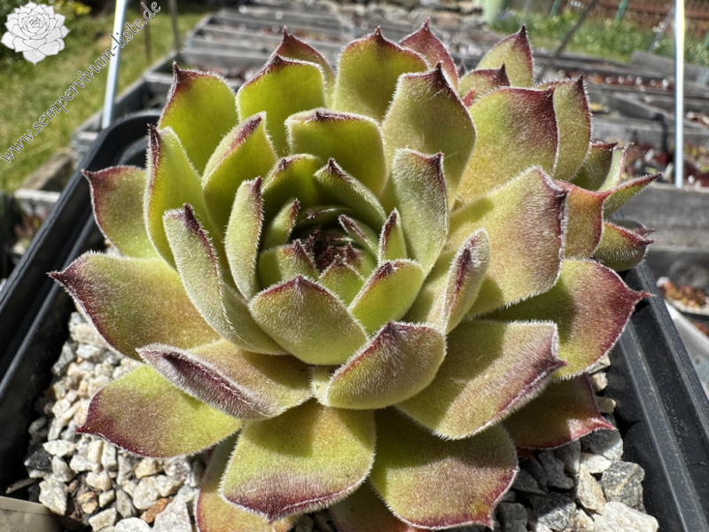 Korspelse Colette Rais