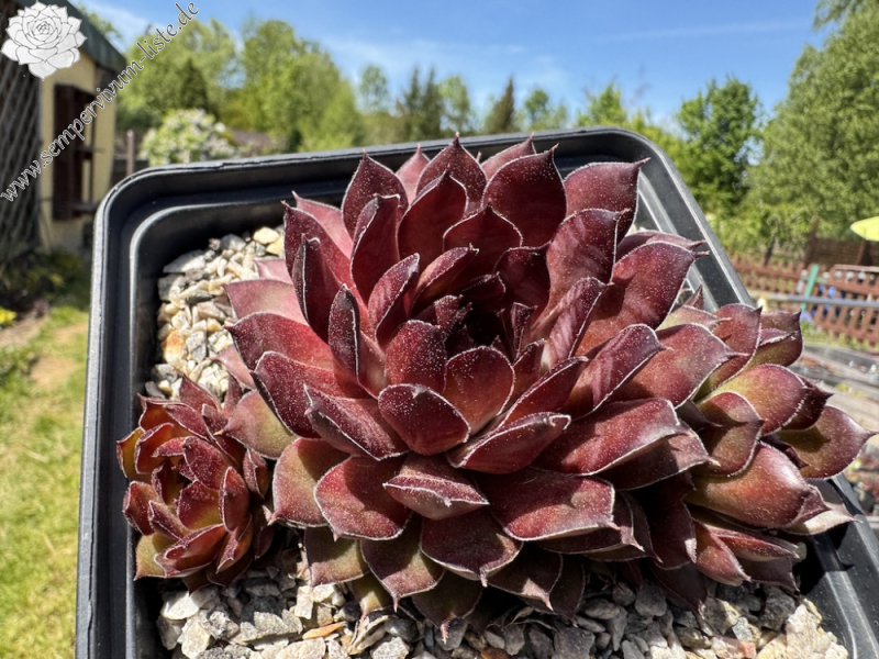  Korspelse Devillia