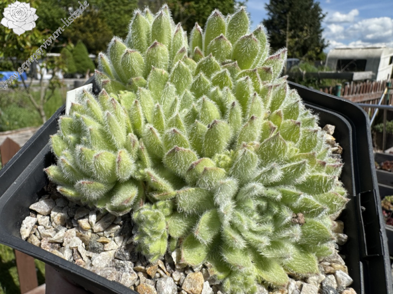 My cosy Cotton (NNG)