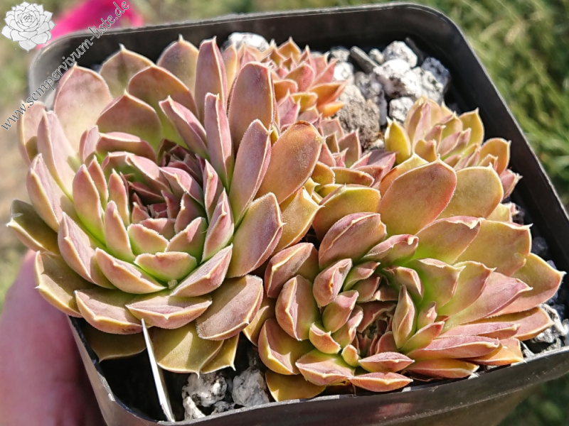 Korspel Red Rose / Jovi