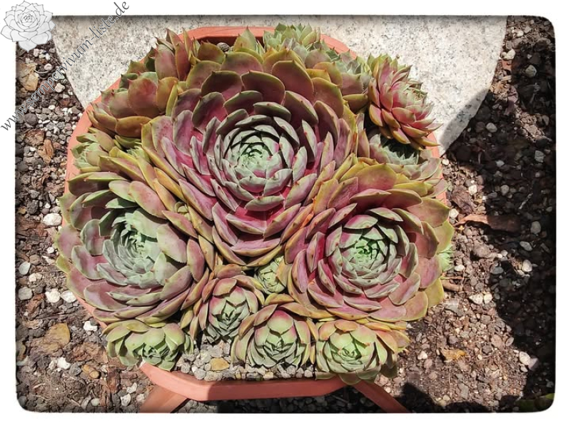 Rosenzobels Big Mama