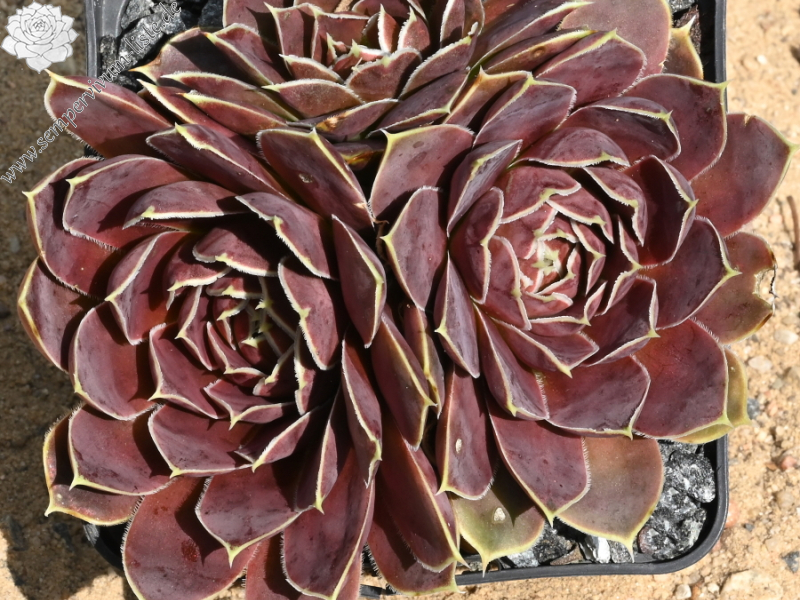 Bowl of Beauty / Jovi