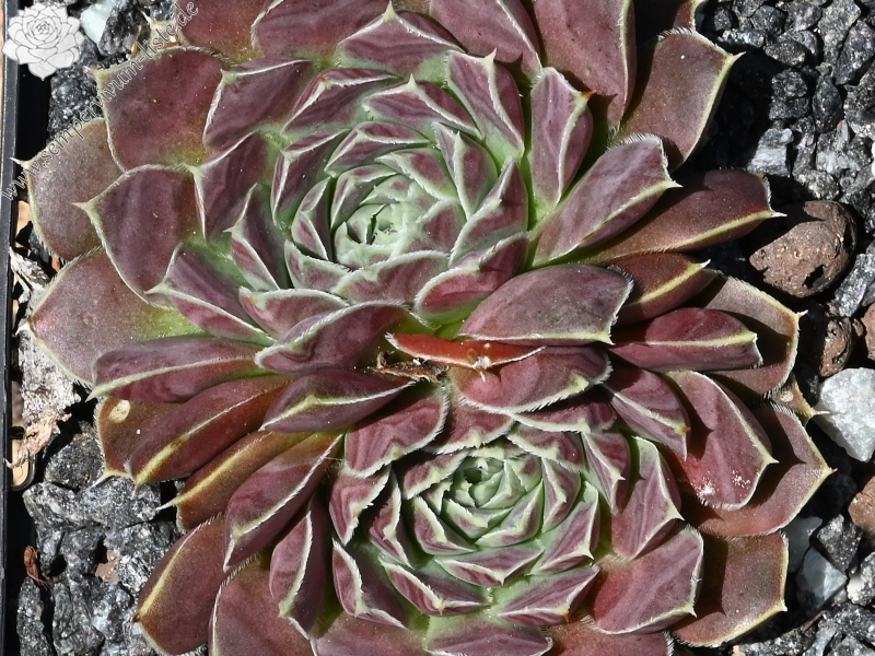 Hvannadalshnjukur / Jovi