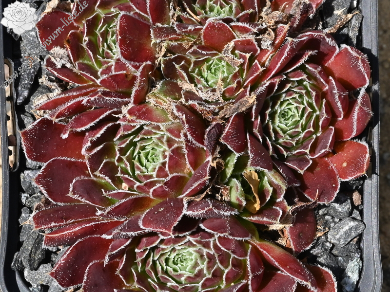 Kleiner Krieger / Jovi