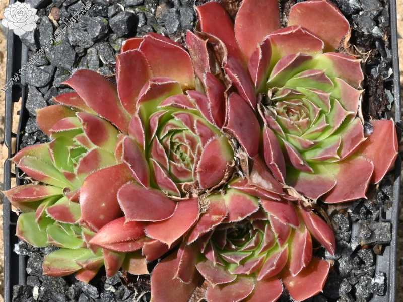 Korspel Midnight / Jovi