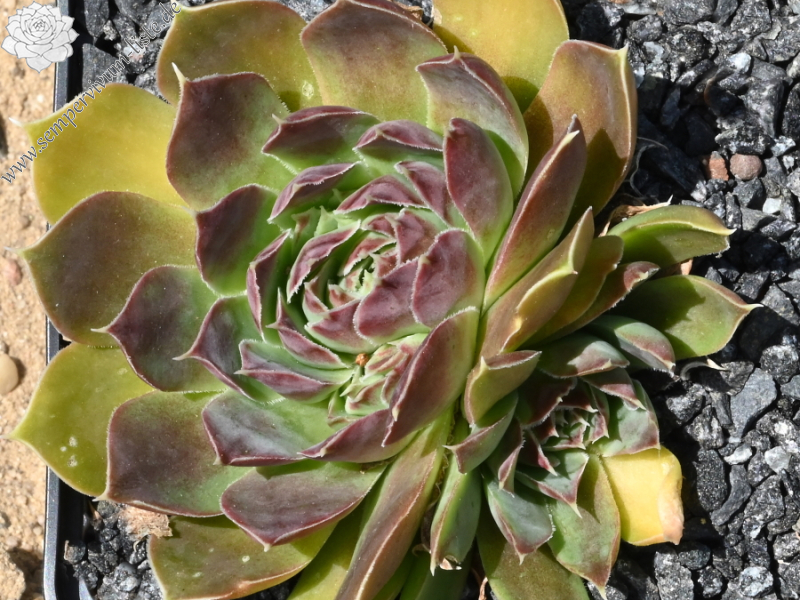 Korspel Wine Cup / Jovi