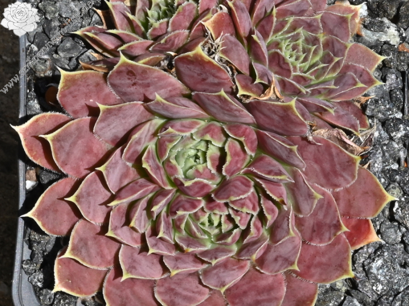 Korspelse Copelia / Jovi