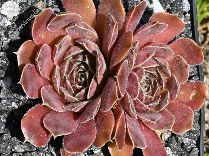 Korspelse Fannelle / Jovi