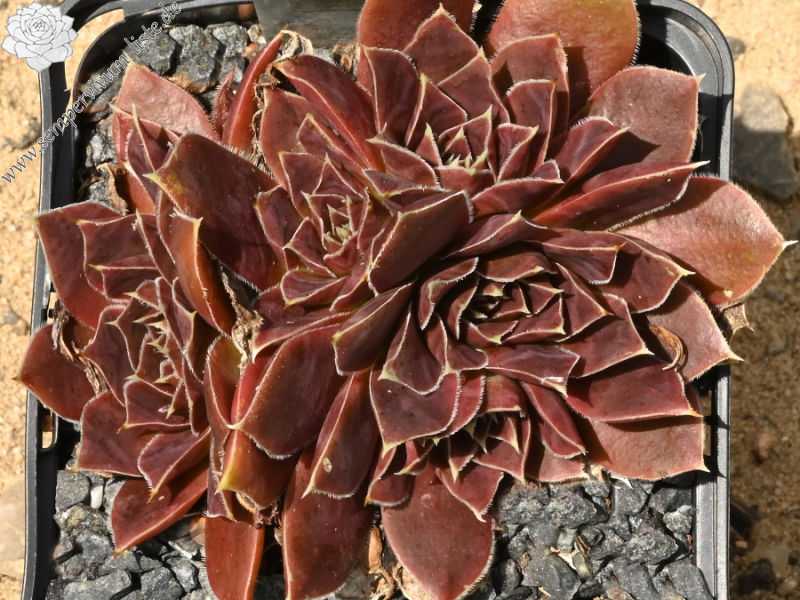 Korspelse Florissen / Jovi