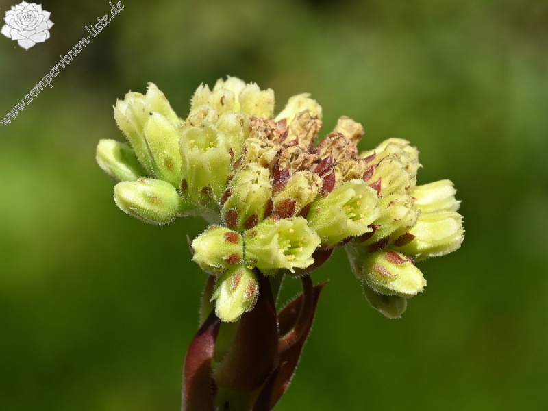 Korspelse Happy Sterre / Jovi