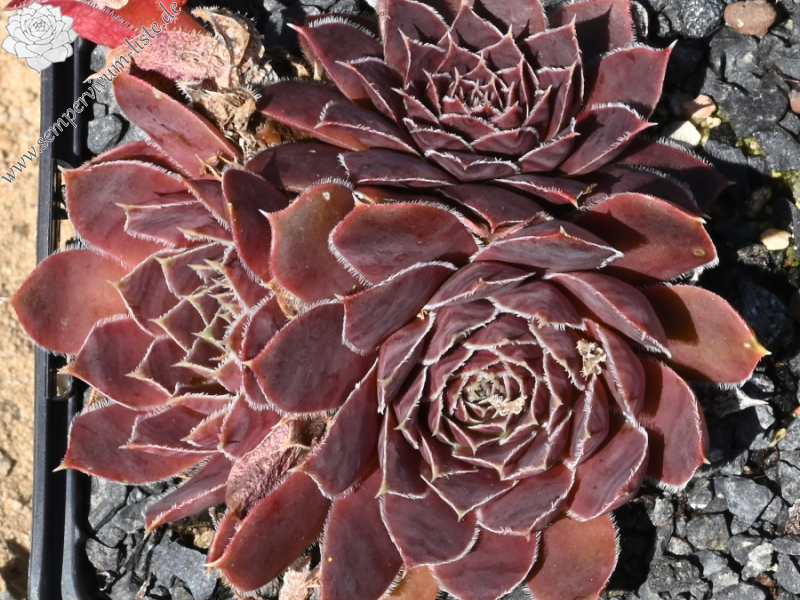 Korspelse Happy Sterre / Jovi