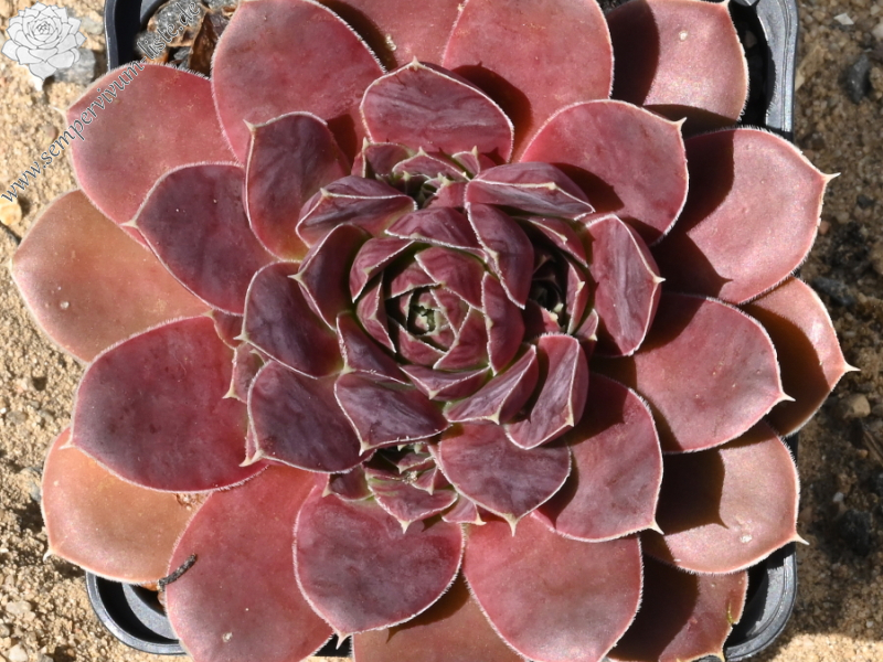 Korspelse Herdis / Jovi