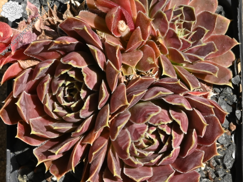 Korspelse Idaline / Jovi