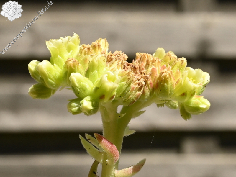 Korspelse Idaline / Jovi