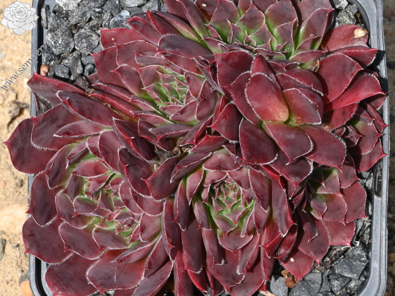 Korspelse Kirsikka / Jovi