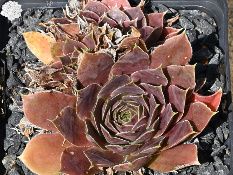 Korspelse Leonoor / Jovi