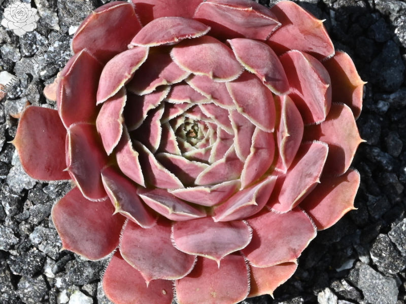 Korspelse Netiya / Jovi