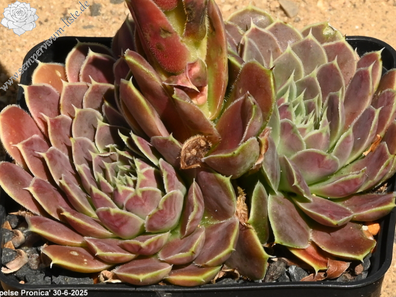 Korspelse Pronica / Jovi