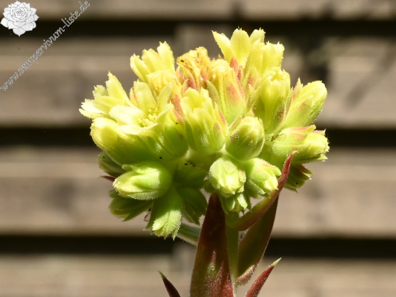 Korspelse Pronica / Jovi