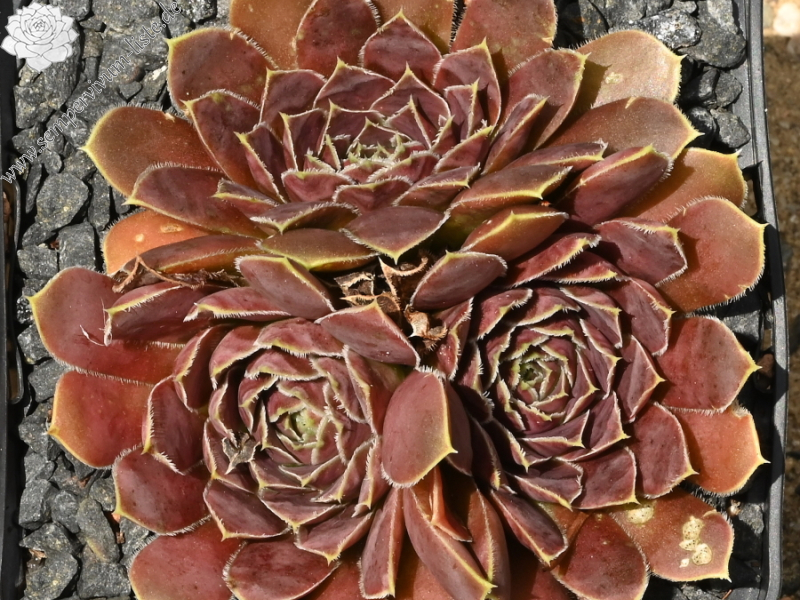 Korspelse Senne Sport / Jovi