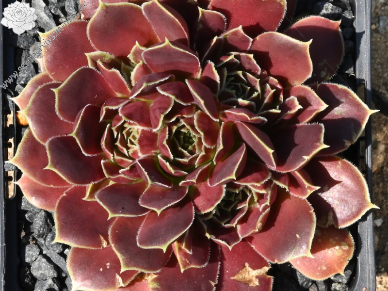 Korspelse Varsha / Jovi