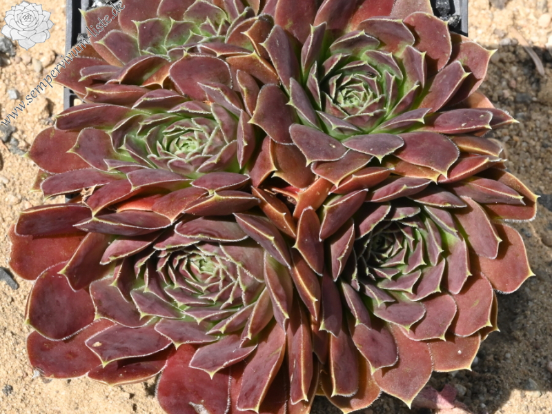 Mount Bermina / Jovi