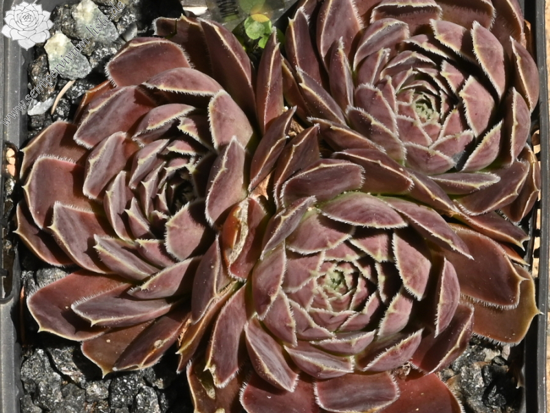 Mount Cameroon / Jovi