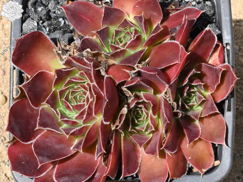 Mount Mackinley / Jovi