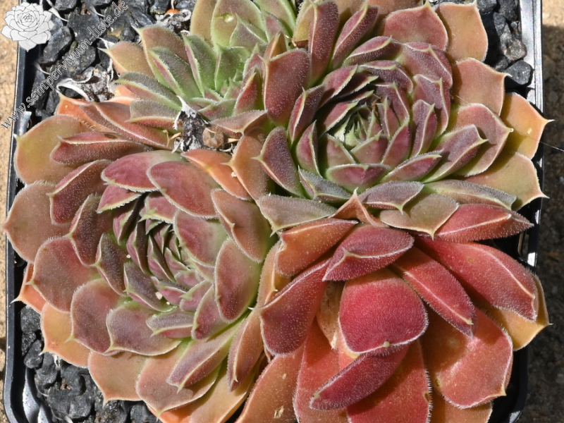 Mount Ulug Muztag / Jovi